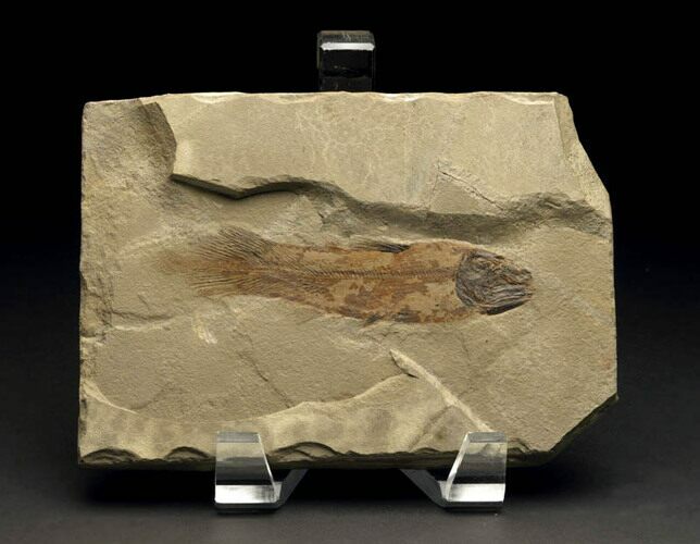 Early Coelacanth Fossil - Bear Gulch #6535